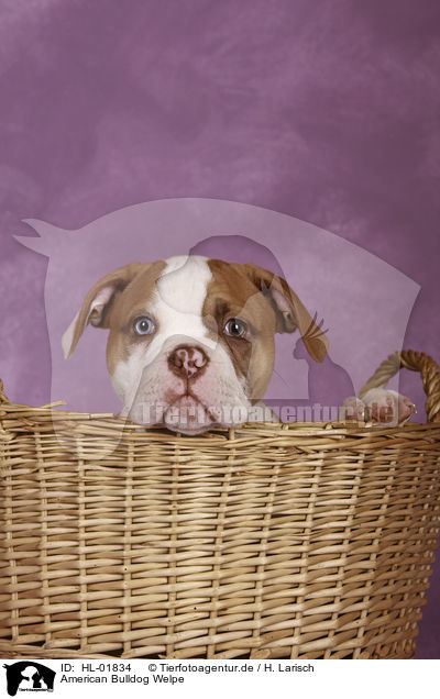 American Bulldog Welpe / HL-01834