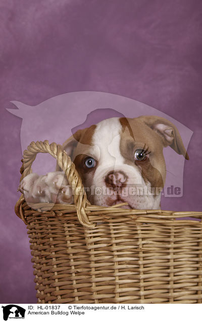 American Bulldog Welpe / HL-01837