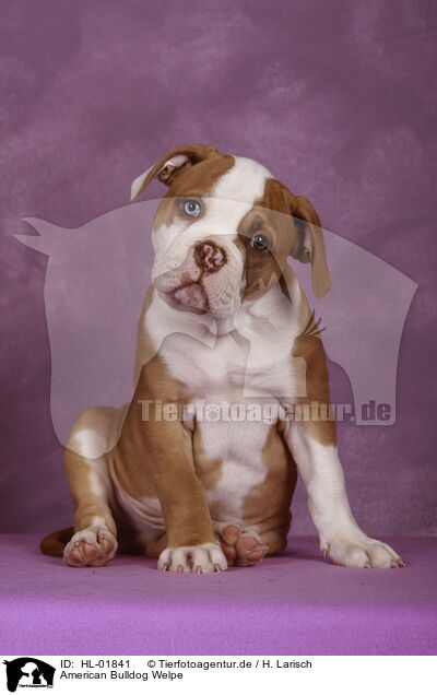 American Bulldog Welpe / HL-01841