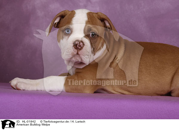 American Bulldog Welpe / American Bulldog Puppy / HL-01842