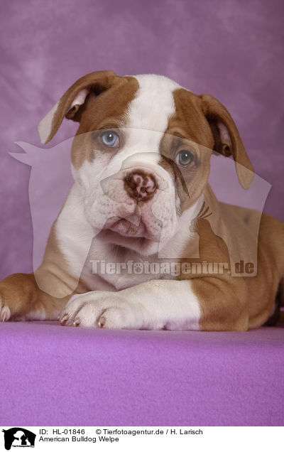 American Bulldog Welpe / HL-01846