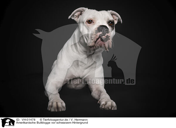 Amerikanische Bulldogge vor schwarzem Hintergrund / American Bulldog in front of black background / VH-01478