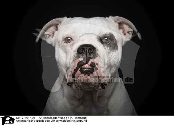Amerikanische Bulldogge vor schwarzem Hintergrund / VH-01480