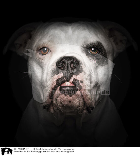 Amerikanische Bulldogge vor schwarzem Hintergrund / VH-01481