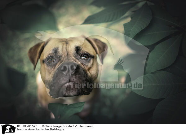 braune Amerikanische Bulldogge / VH-01573