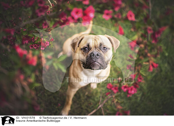 braune Amerikanische Bulldogge / brown American Bulldog / VH-01578