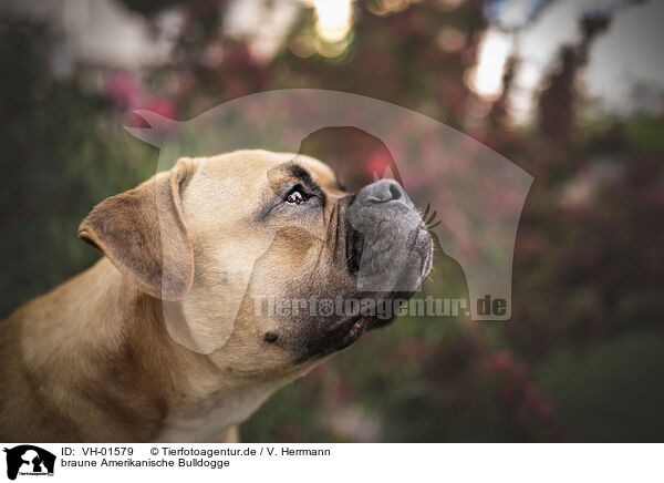 braune Amerikanische Bulldogge / VH-01579
