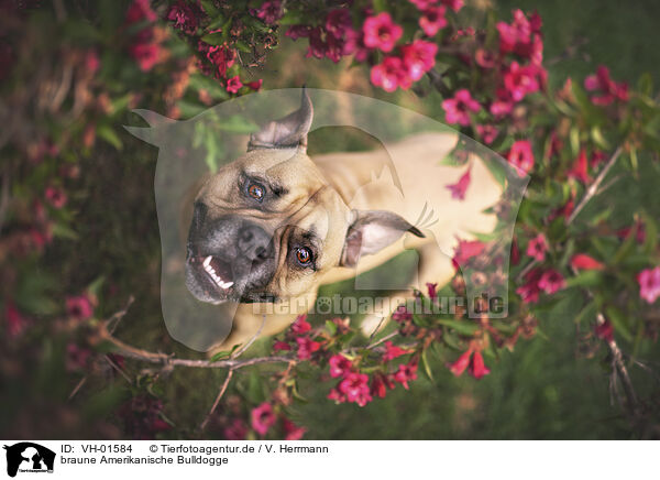 braune Amerikanische Bulldogge / VH-01584