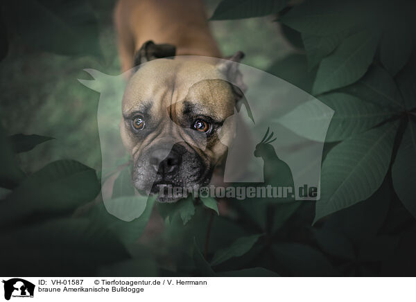 braune Amerikanische Bulldogge / VH-01587