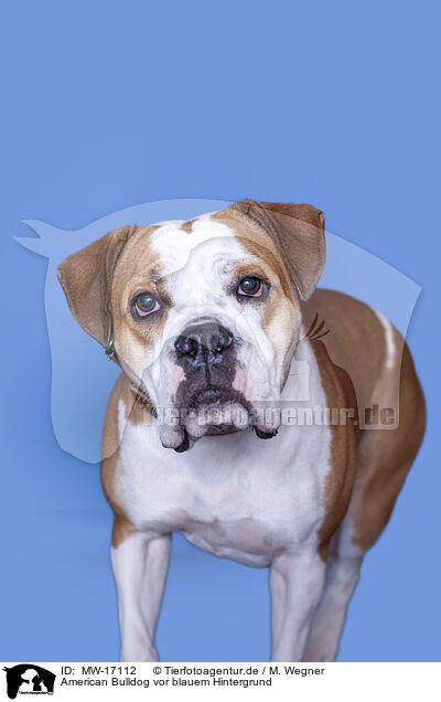American Bulldog vor blauem Hintergrund / MW-17112