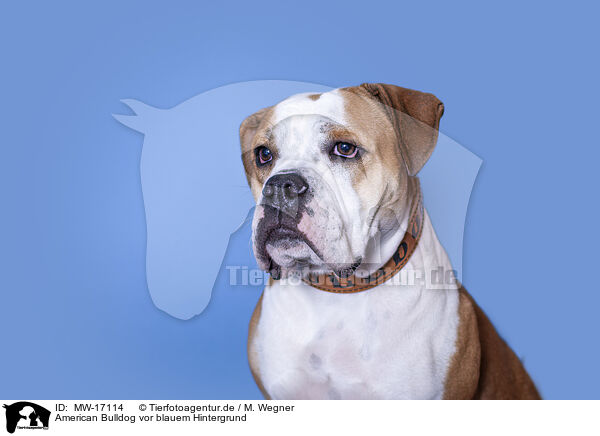 American Bulldog vor blauem Hintergrund / MW-17114