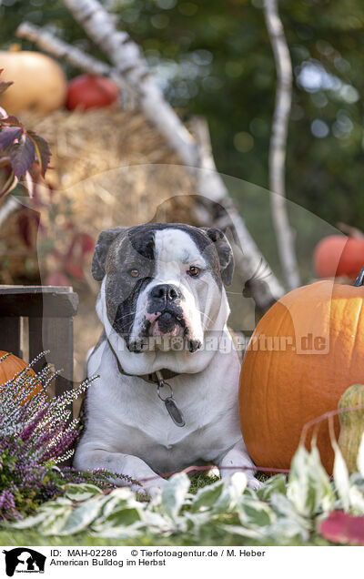 American Bulldog im Herbst / MAH-02286