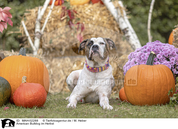 American Bulldog im Herbst / American Bulldog in fall / MAH-02288