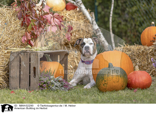 American Bulldog im Herbst / American Bulldog in fall / MAH-02290