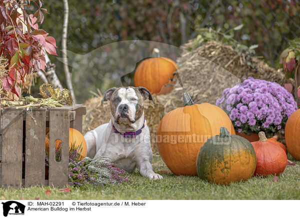 American Bulldog im Herbst / MAH-02291