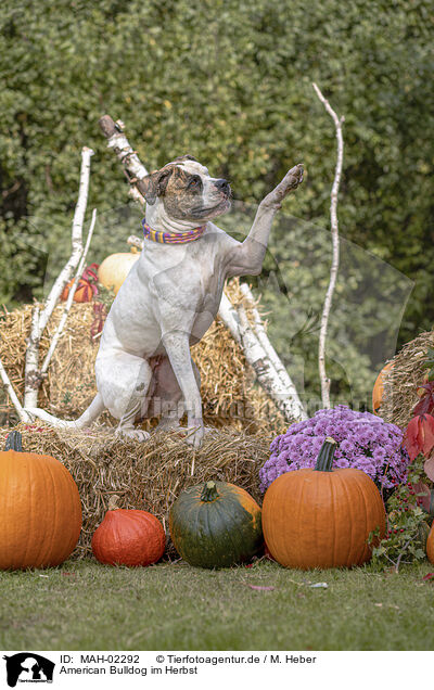 American Bulldog im Herbst / American Bulldog in fall / MAH-02292