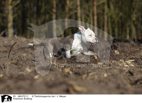 American Bulldog / JM-07011