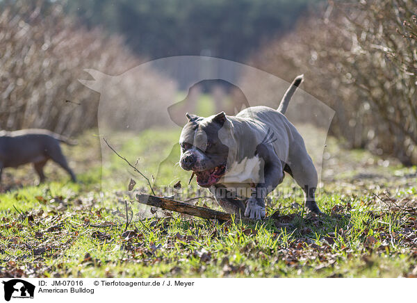 American Bulldog / American Bulldog / JM-07016