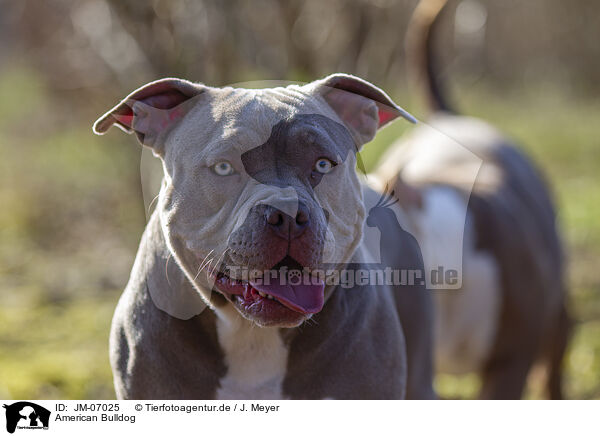 American Bulldog / JM-07025