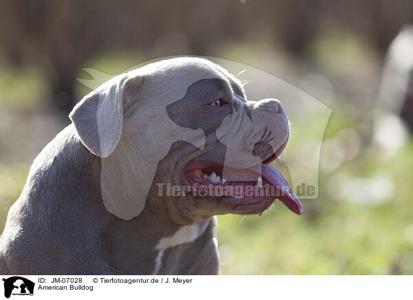 American Bulldog / American Bulldog / JM-07028