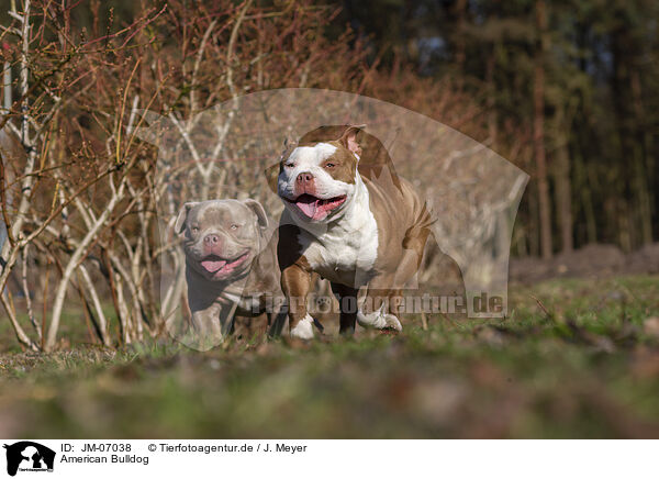 American Bulldog / JM-07038