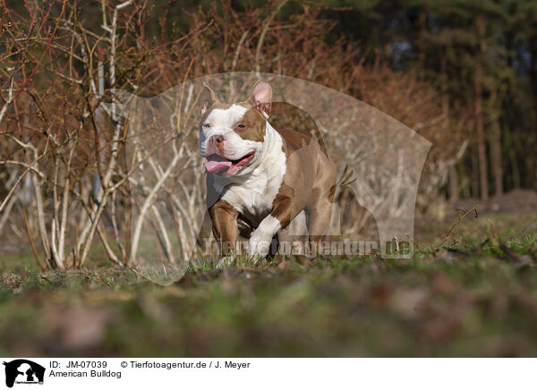 American Bulldog / JM-07039