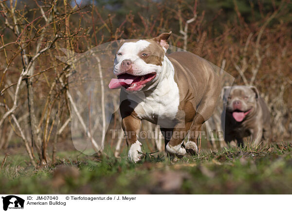 American Bulldog / JM-07040