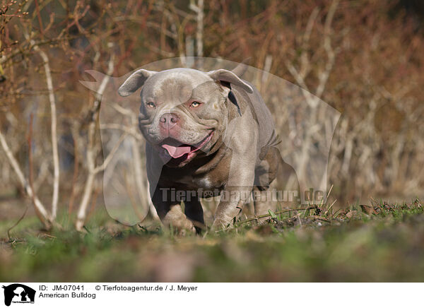 American Bulldog / JM-07041