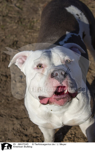 American Bulldog / JM-07045