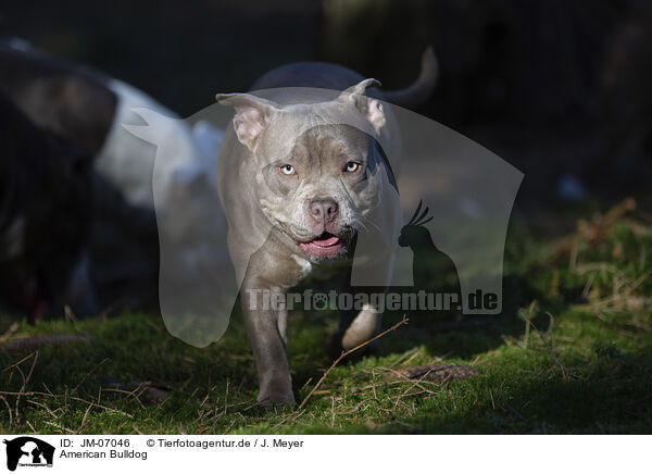 American Bulldog / JM-07046
