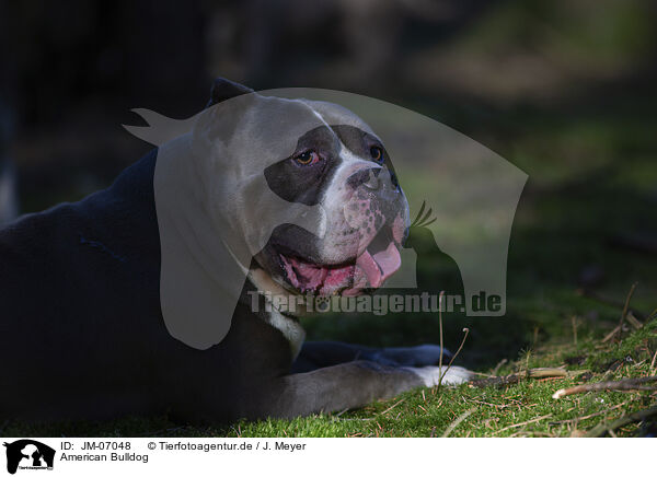 American Bulldog / American Bulldog / JM-07048