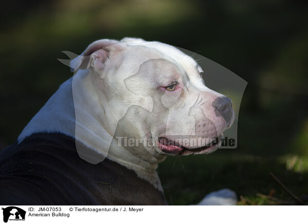 American Bulldog / JM-07053