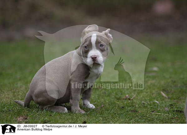 American Bulldog Welpe / American Bulldog Puppy / JM-09927