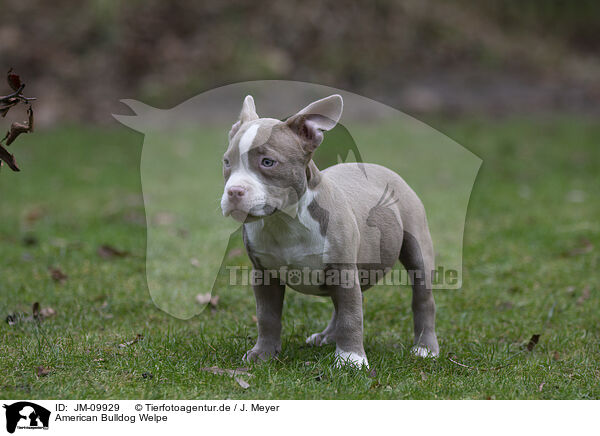 American Bulldog Welpe / JM-09929