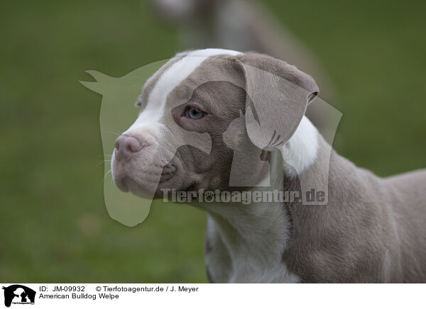 American Bulldog Welpe / JM-09932