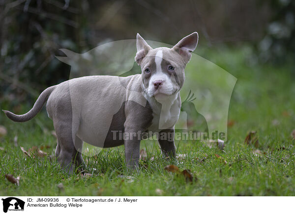 American Bulldog Welpe / American Bulldog Puppy / JM-09936