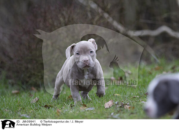 American Bulldog Welpen / JM-09941