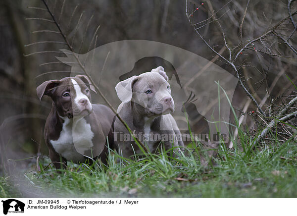 American Bulldog Welpen / American Bulldog Puppies / JM-09945