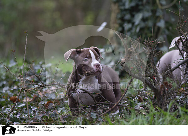 American Bulldog Welpen / American Bulldog Puppies / JM-09947