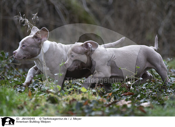 American Bulldog Welpen / American Bulldog Puppies / JM-09948