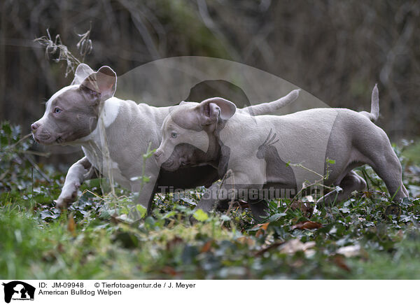 American Bulldog Welpen / JM-09948