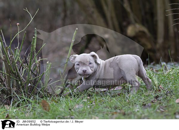 American Bulldog Welpe / JM-09952