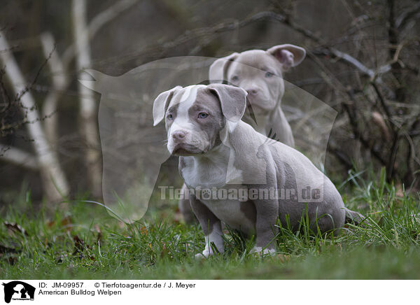 American Bulldog Welpen / American Bulldog Puppies / JM-09957