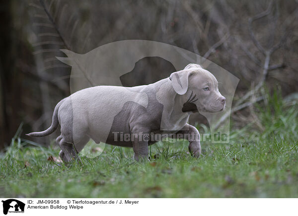 American Bulldog Welpe / American Bulldog Puppy / JM-09958