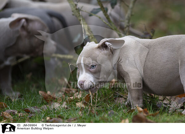 American Bulldog Welpen / American Bulldog Puppies / JM-09964