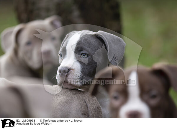 American Bulldog Welpen / JM-09968