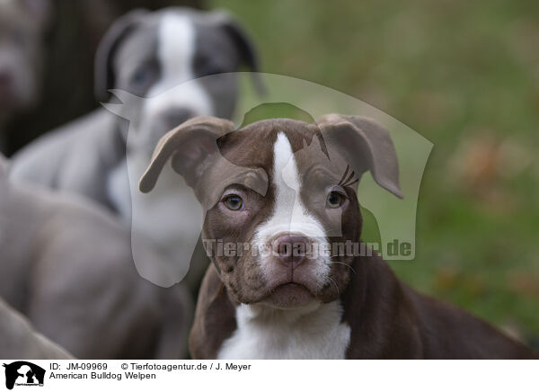 American Bulldog Welpen / JM-09969