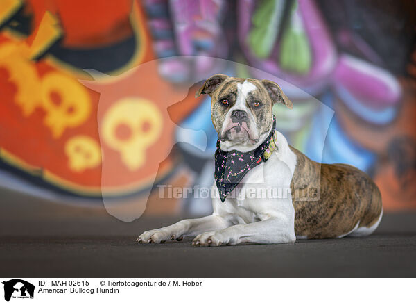 American Bulldog Hndin / MAH-02615