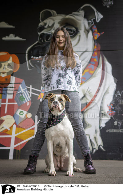 American Bulldog Hndin / female American Bulldog / MAH-02616