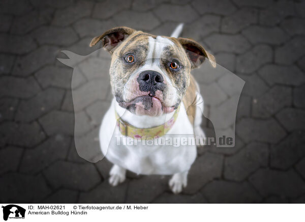 American Bulldog Hndin / MAH-02621